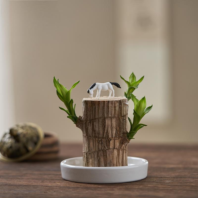 brazilwood hydroponic plant LuckyLeaf™ Hydroponic Plant – VAVMart